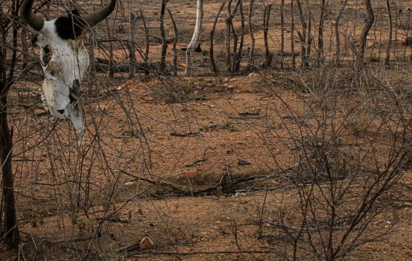 Estiagem: Defesa Civil reconhece emergência em cidades do Nordeste